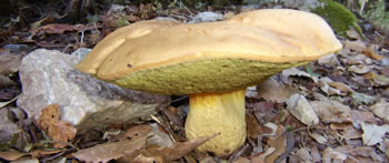 um cogumelo algures na serra de sintra