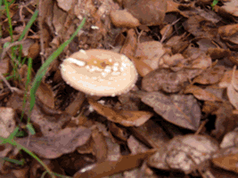 fotos diversas de cogumelos na serra de sintra