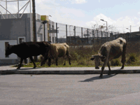 fotos das vacas a sairem do caminho dos ciclistas